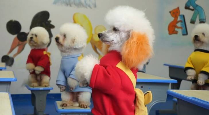مدرسة صينية تعلم الكلاب صفيا عدة مواد منها الرياضيات ! - فيديو وصور