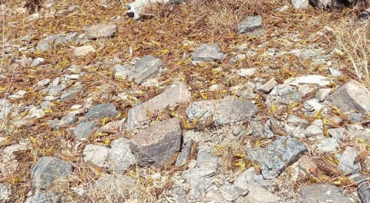 خلال مكافحة أسراب الجراد