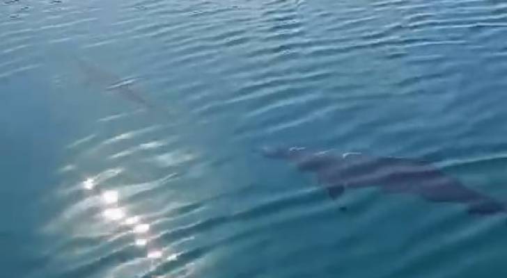 الدلافين تزور العقبة- فيديو