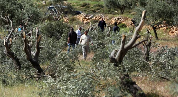الاحتلال يقتلع عشرات أشجار الزيتون جنوب بيت لحم
