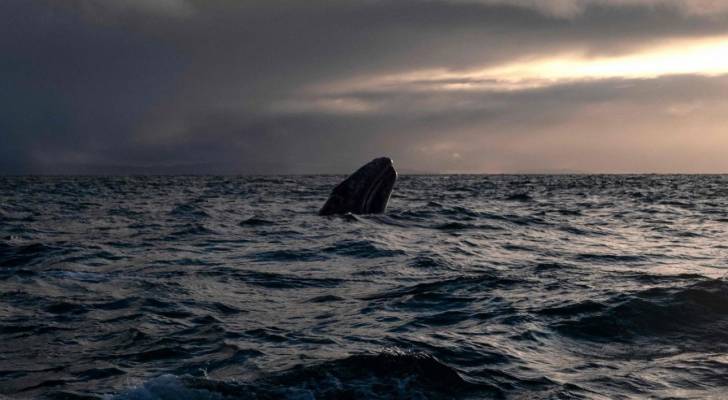 المكسيكيون يتخذون من مراقبة الحيتان متنفسا لتناسي كورونا
