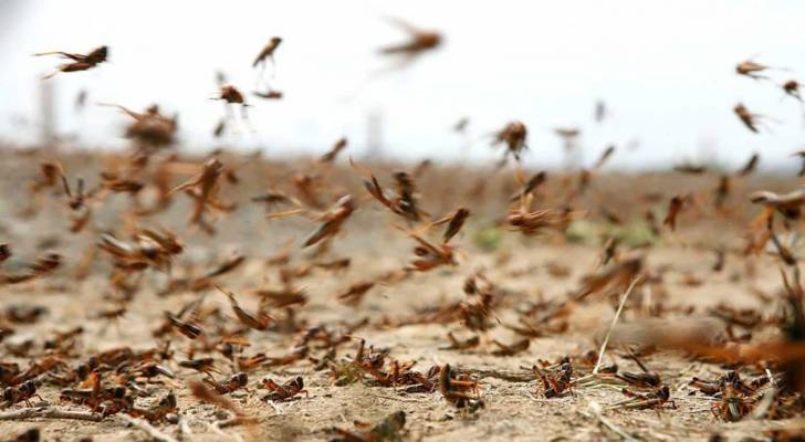 "الزراعة" تعلن وصول الجراد الصحراوي إلى الأردن