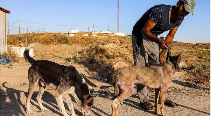 الحيوانات تدفع ثمن بطش عدوان الاحتلال في غزة