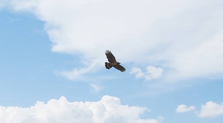تسجيل طائر نادر جديد في محمية الأزرق المائية