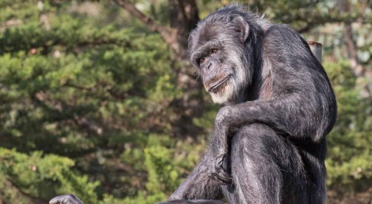 نفوق أكبر شمبانزي معمر بالولايات المتحدة عن عمر ٦٣ عاما - صور