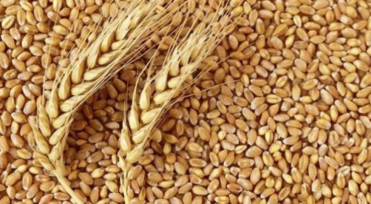 الأردن يطرح عطاء لشراء ١٢٠ ألف طن من القمح