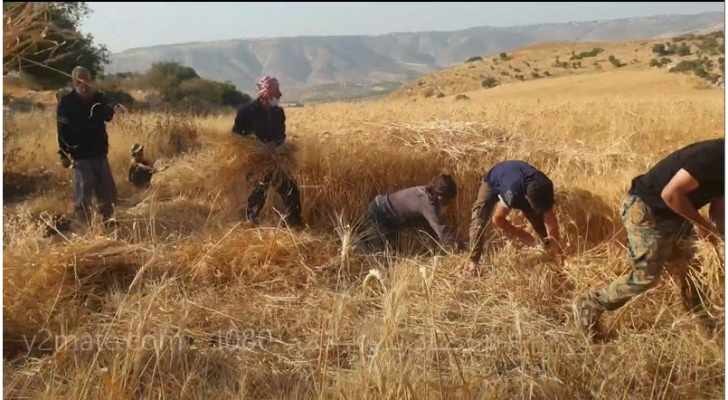 الحصاد بالمنجل في صما.. عادات تراثية من الزمن الجميل
