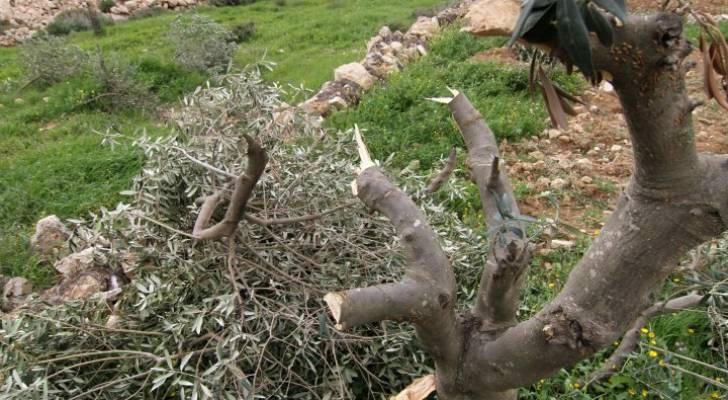 مستوطنون يقطعون أشجارا مثمرة ويسرقون أسلاك كهرباء في نابلس