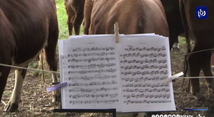 حفلات موسيقى كلاسيكية للأبقار في الدنمارك - فيديو