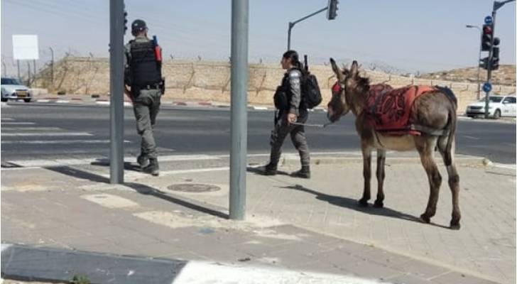 شرطة الاحتلال الإسرائيلي تصادر "حمارا" في القدس - صور