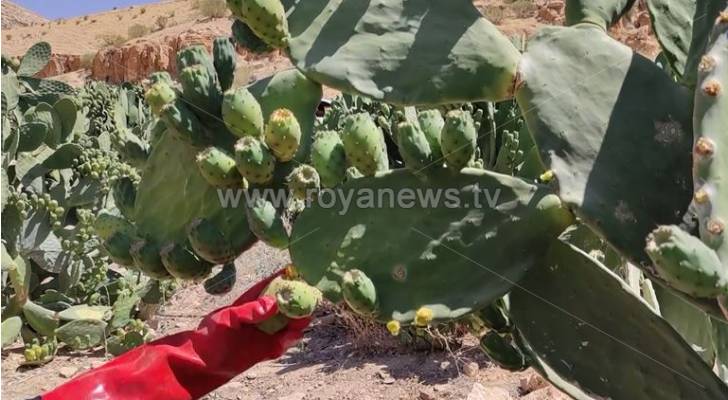ارتفاع درجات الحرارة يعجل من نضوج ثمار فاكهة الصبار في الأردن - فيديو