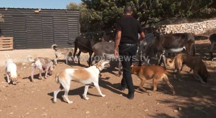 بالفيديو.. كلاب وحيوانات ضالة هذا مصيرها في حديقة الطبيعة بفلسطين