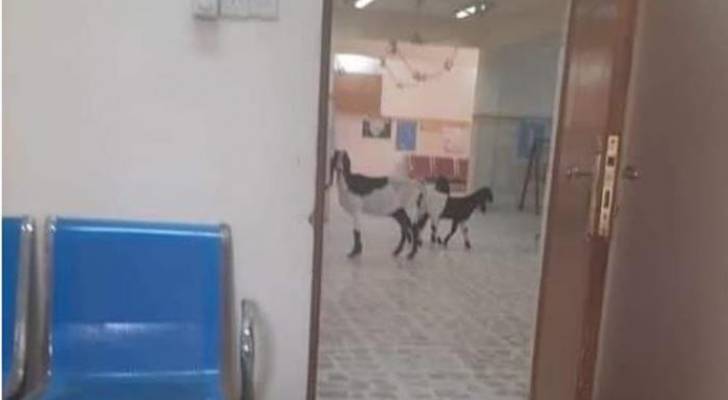 وزارة الصحة: الصورة المتداولة لماعز داخل أحد المستشفيات ليست في الأردن