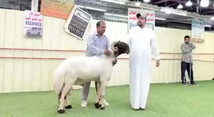 بيع خروف في الكويت بأكثر من ١٤١ ألف دينار أردني - فيديو