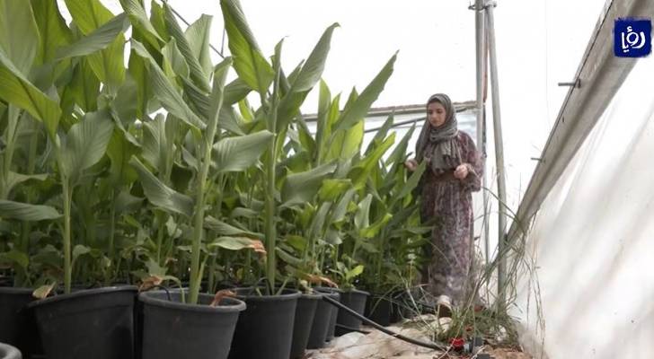 الطالبة الفلسطينية هيلين الدرك تبتكر مشروعا رياديا بزراعة "الكركم" - فيديو