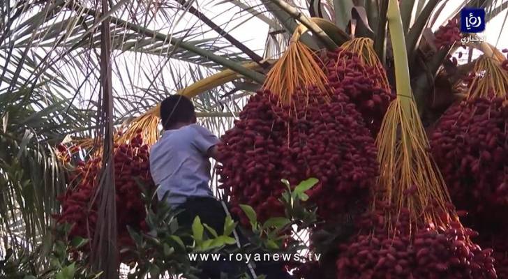 بالفيديو.. موسم جني ثمار البلح في قطاع غزة