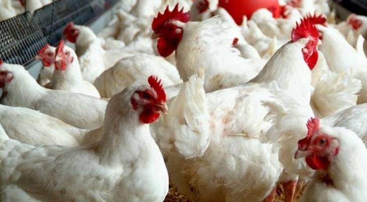 ارتفاع أسعار الدجاج اللاحم ٤٠.٢%
