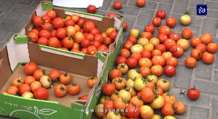 بالفيديو.. وقفة احتجاجية في غزة بسبب حظر تصدير محصول البندورة