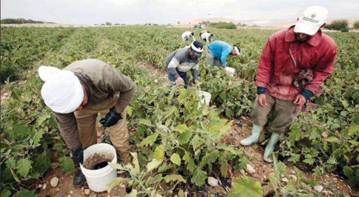 الزراعة النيابية: توجه حكومي لتخفيض كلف إصدار وتجديد تصاريح العمل للوافدين