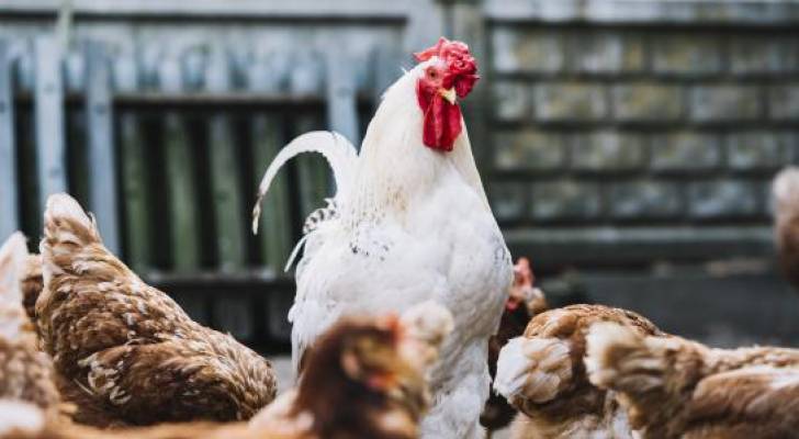 الاحتلال الإسرائيلي يعلن اكتشاف انفلونزا الطيور في حظائر الدجاج