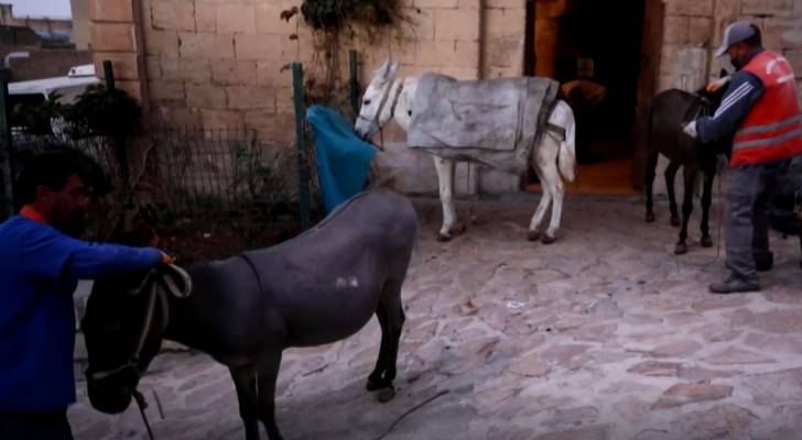 بالفيديو.. حمير تعمل ٨ ساعات على أنغام بيتهوفن في ماردين بتركيا