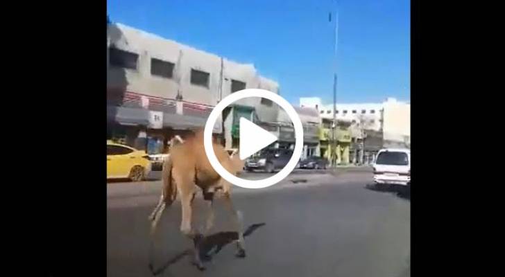 حادثة طريفة.. جمل يهرب من صاحبه في عمان - فيديو