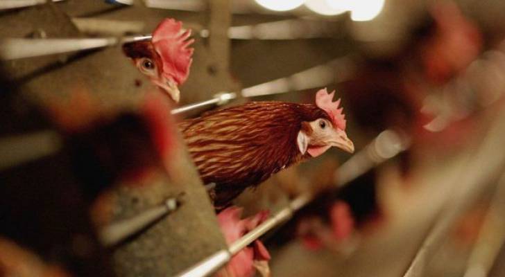 فرنسا تعلن اكتشاف أول بؤرة لإنفلونزا الطيور في مزرعة شمال البلاد