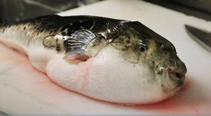 تحذير من سمكة سامة في دولة عربية