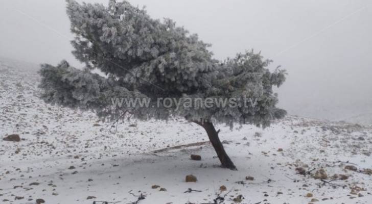 الزراعة ترفع حالة الطوارئ إلى الدرجة القصوى