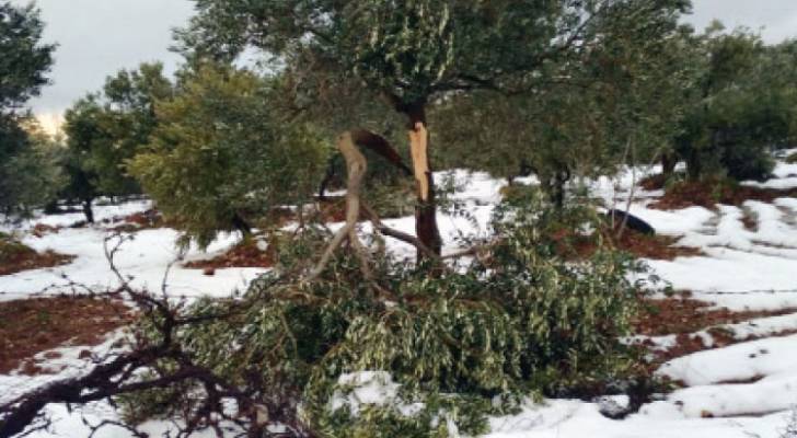 وزير الزراعة يدعو الى تقليم الأشجار التي تعرضت للسقوط بسبب الثلوج