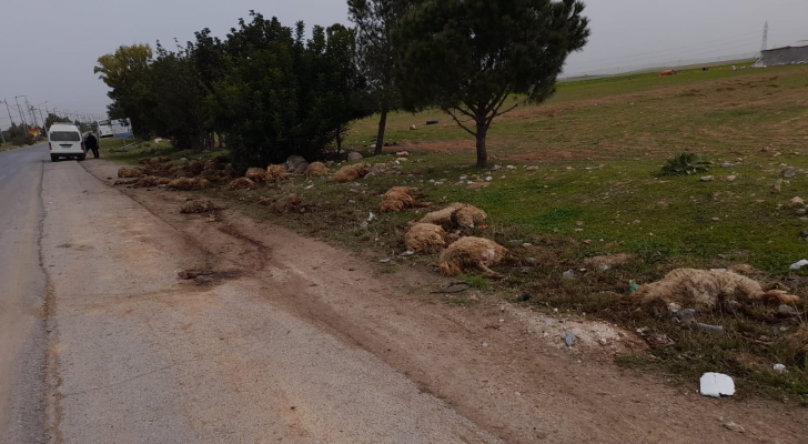نفوق 50 رأس أغنام بحادث تصادم على طريق اربد عمان