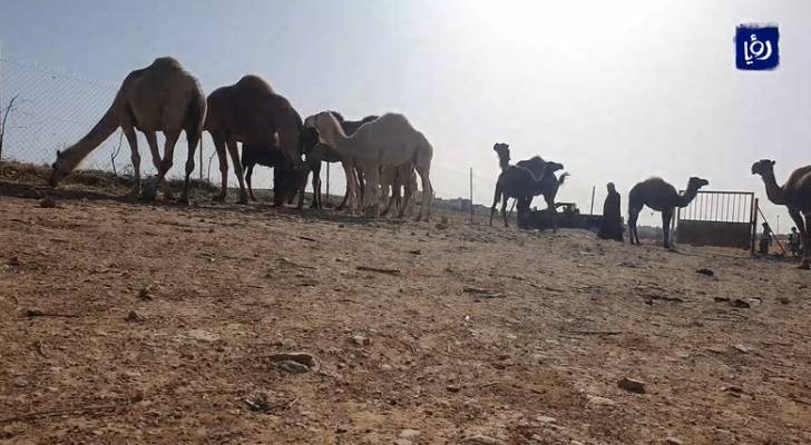 منها "الشقحا والوضحا والملحا".. أصناف الإبل ومزاياها - فيديو