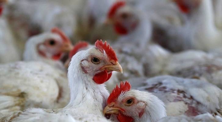 نقيب تجار المواد الغذائية: نرفض الاتهامات بالاحتكار في "قضية الدجاج" - فيديو