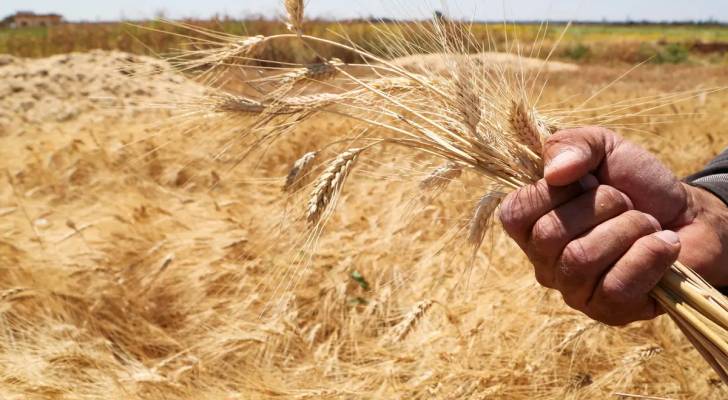 الولايات المتحدة تناشد الهند العودة عن قرار حظر تصدير القمح