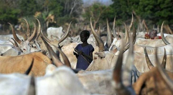 ٢٨ قتيلا في محاولات لسرقة ماشية في جنوب السودان