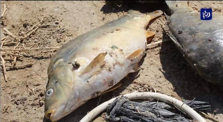 وزارة الزراعة: مستهلكو سمكة الكارب "نخبويون".. و"مربي الأسماك": لن تصل إلى موائد الأردنيين - فيديو