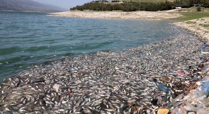 الزراعة: نفوق أسماك الكارب في وادي الأردن يعود إلى إصابتها بتعفن الخياشيم الفطري