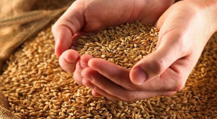 حداد يكشف عن أصناف جديدة من القمح والشعير للزراعة في الأردن - فيديو