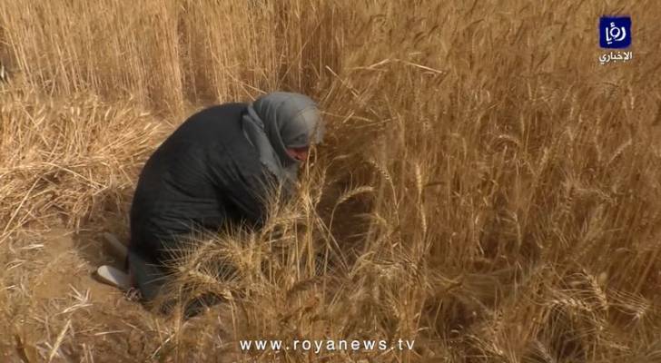 بدء موسم حصاد القمح والشعير في غزة - فيديو