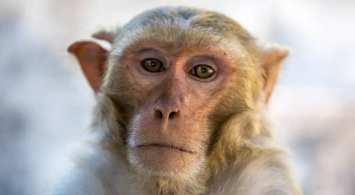 ناشطون: جدري القرود "مؤامرة"