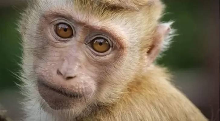 الوطني لمكافحة الأوبئة: نراقب تسجيل حالات جدري القرود في العالم