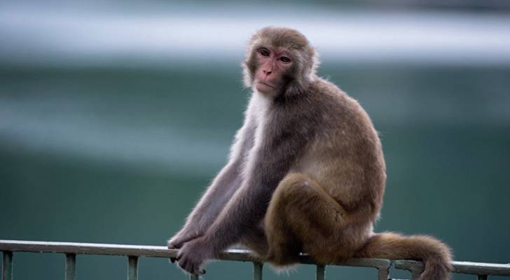 وزارة الصحة تعلن إجراءاتها للتعامل مع "جدري القرود"