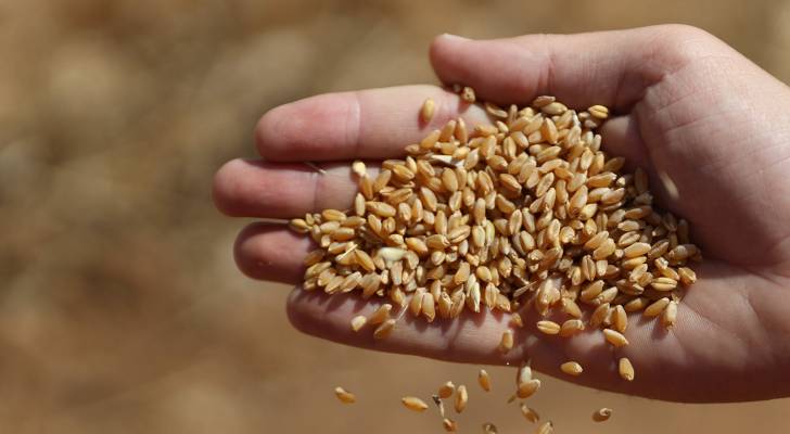 أستراليا تتجه لإنتاج قياسي من القمح