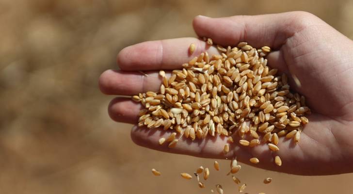 الصناعة: ارتفاع استهلاك القمح مؤشر على ممارسات غير مشروعة