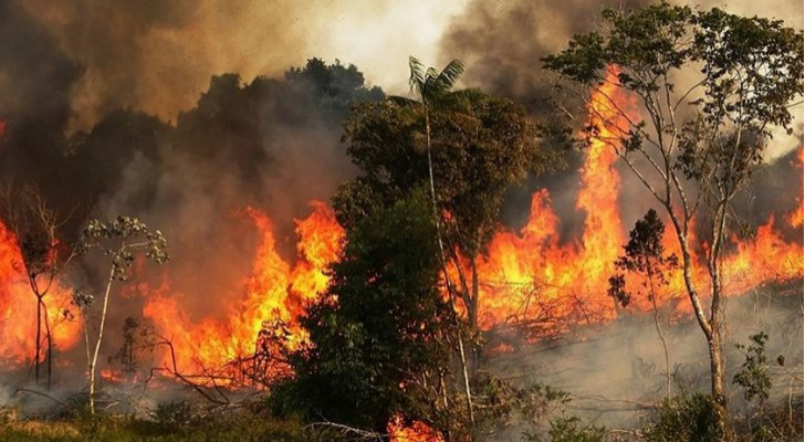 إحدى الأشجار المحترقة في الأردن