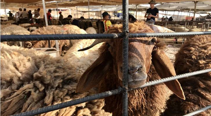 أمانة عمان تحدد أماكن بيع وذبح الأضاحي