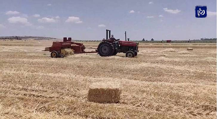 موسم حصاد مخيب لمزارعي القمح والشعير - فيديو