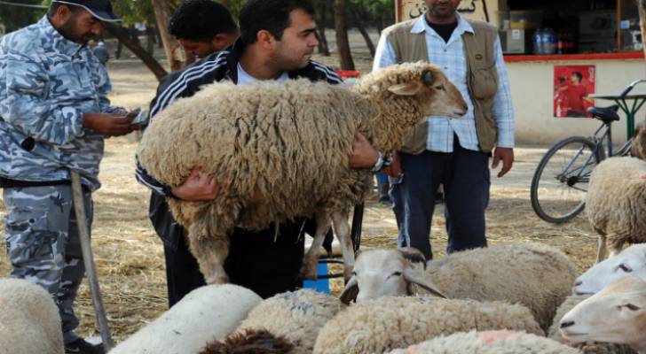 تحديد أماكن بيع الأضاحي في عجلون