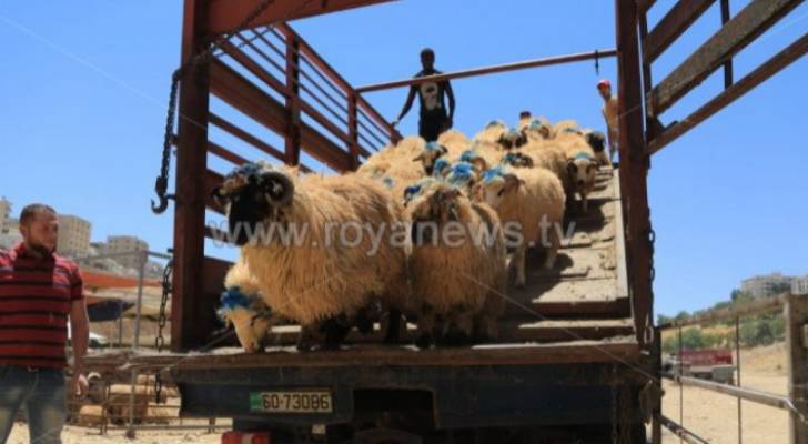 الشواربة يوجه بتطبيق الإجراءات الصحية في مواقع ذبح الأضاحي