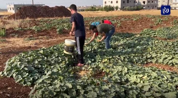 المزروعات الصيفية في إربد أمام تحدي قلة المياه وضعف الدعم الحكومي - فيديو